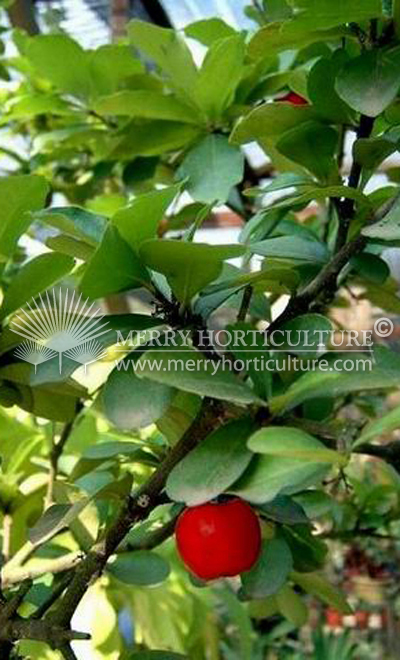 Eugenia uniflora 'Cherry '